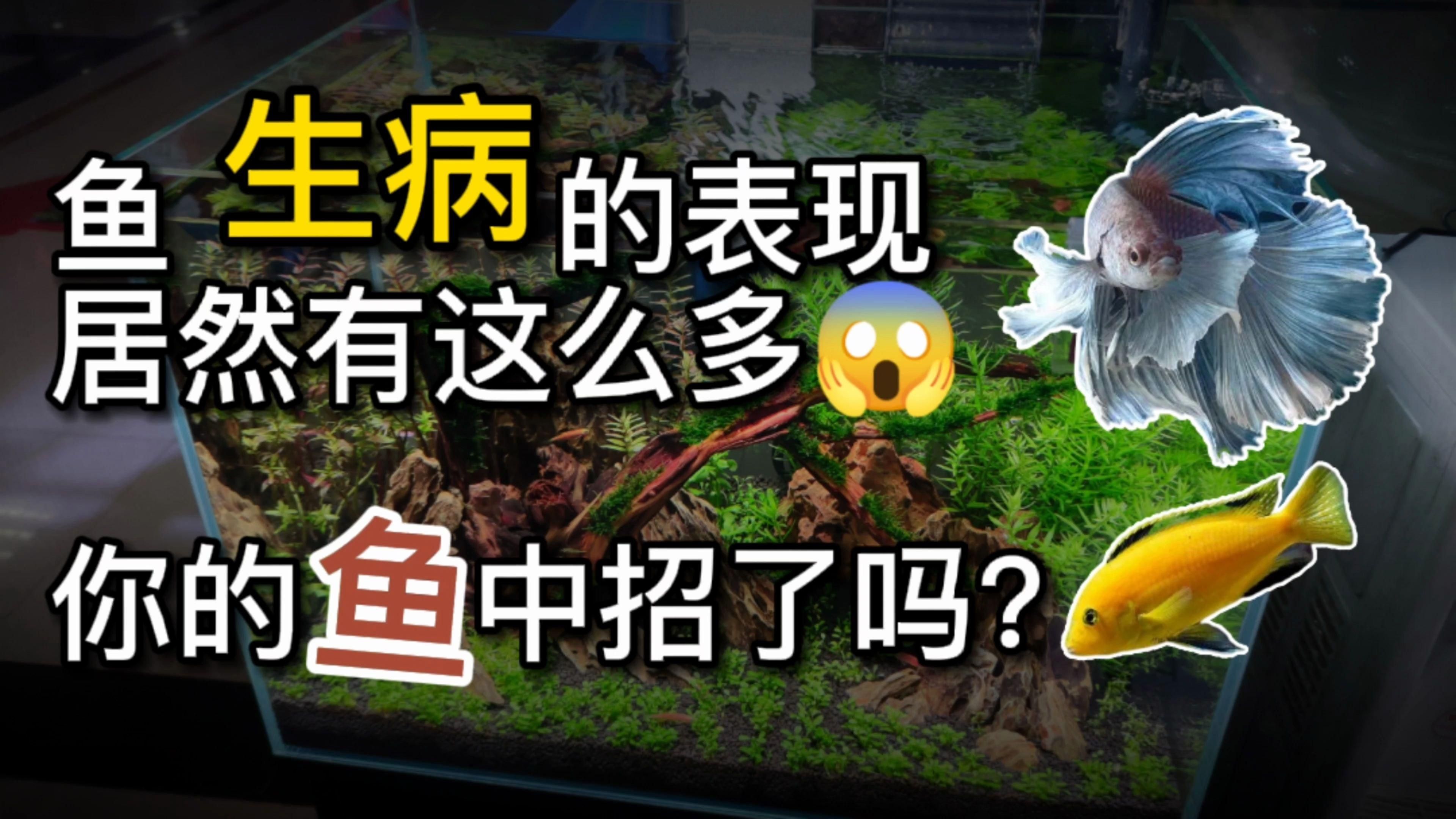 如何判斷金魚是否生病