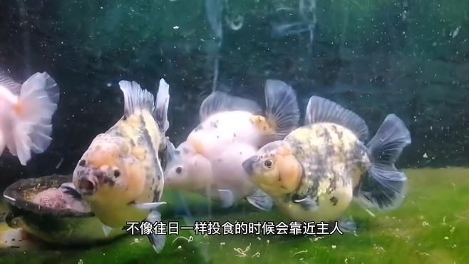 如何判斷金魚是否生病