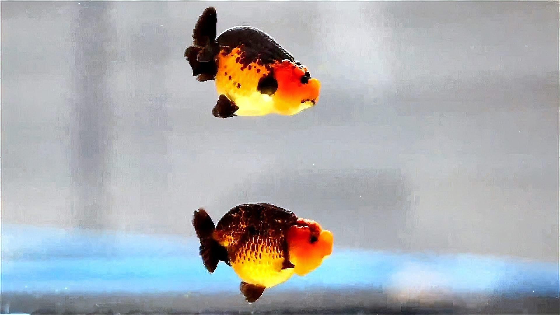 如何判斷金魚是否生病