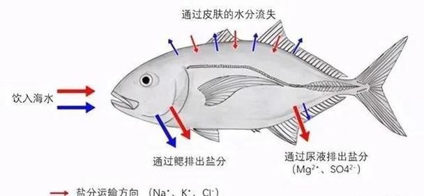 如何判斷龍魚是否適應海魚？，如何判斷龍魚是否能適應海水環境