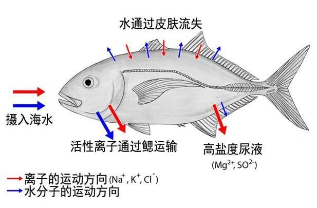 如何判斷龍魚是否適應海魚？，如何判斷龍魚是否能適應海水環境
