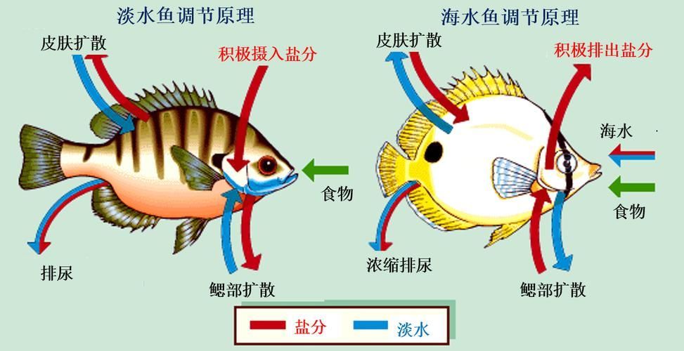 如何判斷龍魚是否適應海魚？，如何判斷龍魚是否能適應海水環境