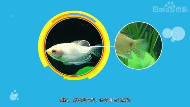 黃曼龍魚有哪些獨特的行為？，黃曼龍魚的基本信息