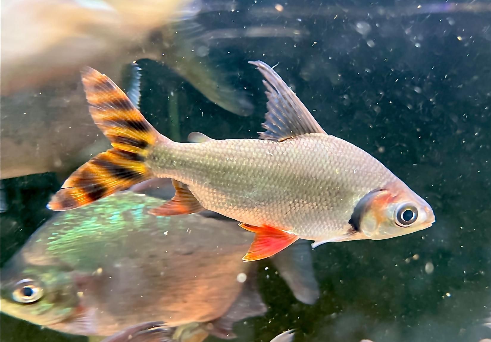 有哪些魚適合和龍魚小苗一起養？，龍魚小苗養護