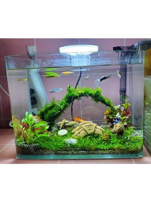 有哪些魚缸適合新手？，新手養魚好選擇：三款魚缸推薦