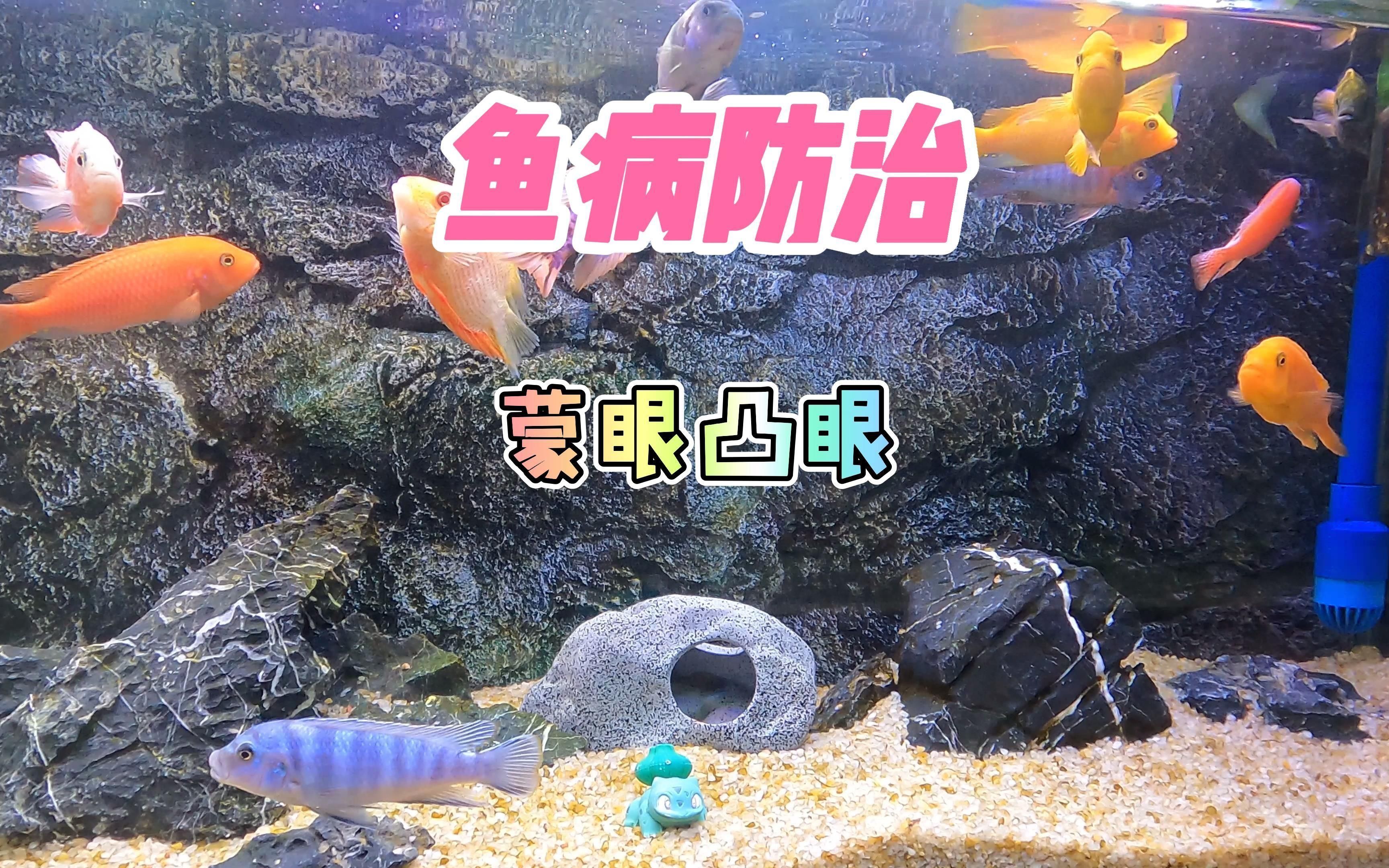 如何治療觀賞魚眼睛白膜