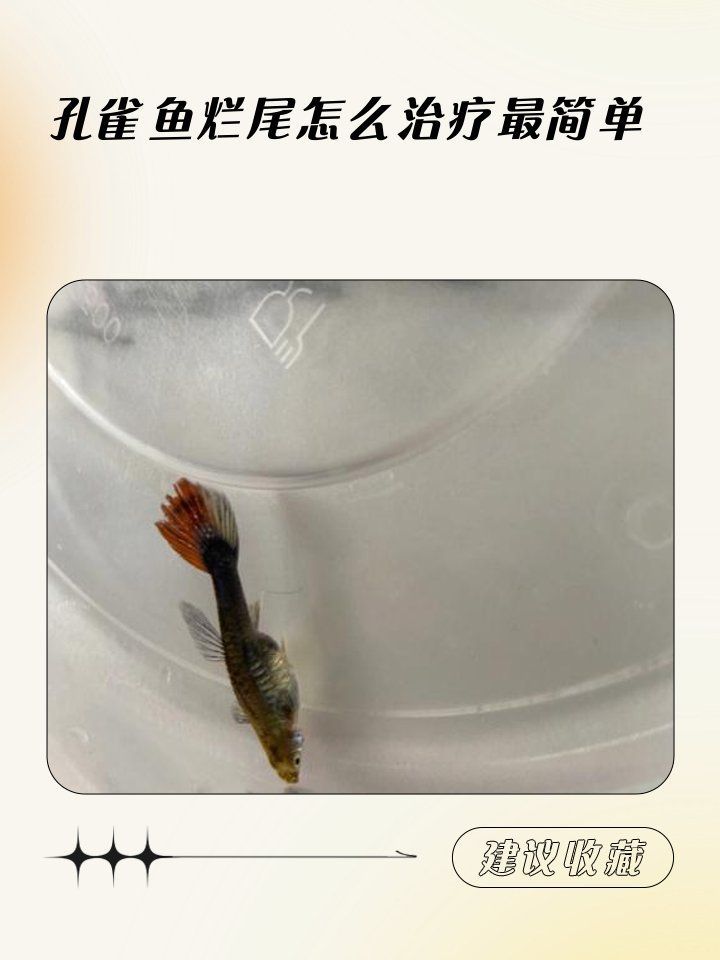 有哪些藥物可以治療爛尾病，養魚必備藥品清單：爛尾病治療爛尾病的藥物種類及時調整