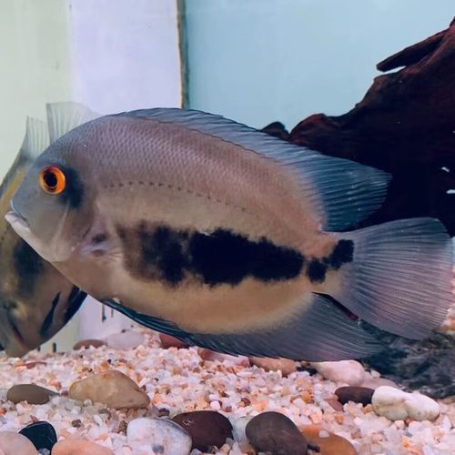 黑云魚的價格是多少？，黑云魚價格按尺寸和品相分級，觀賞魚價格或繼續上行