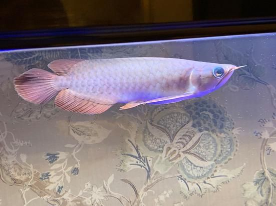 半紅龍魚有哪些常見的品種？，一號半紅龍、一號半紅龍、二號紅龍、二號紅龍的區別