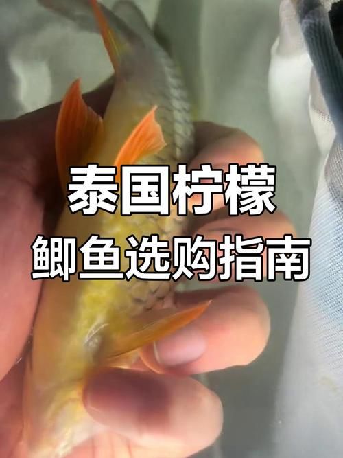 祥龍魚場有哪些高檔配魚？，祥龍魚場提供的高檔配魚類型及其特點分析