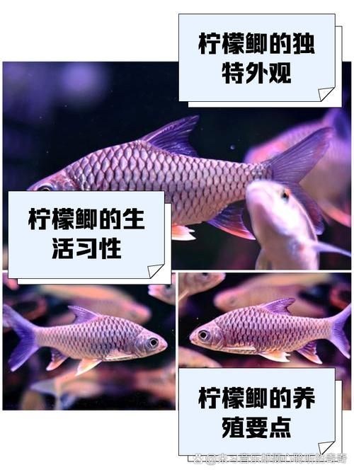 祥龍魚場有哪些高檔配魚？，祥龍魚場提供的高檔配魚類型及其特點分析