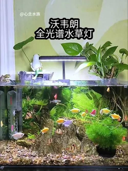 有沒有更多性價比高的魚缸燈推薦，性價比高的魚缸燈品牌和型號推薦，百元至三百元價位段表現(xiàn)突出