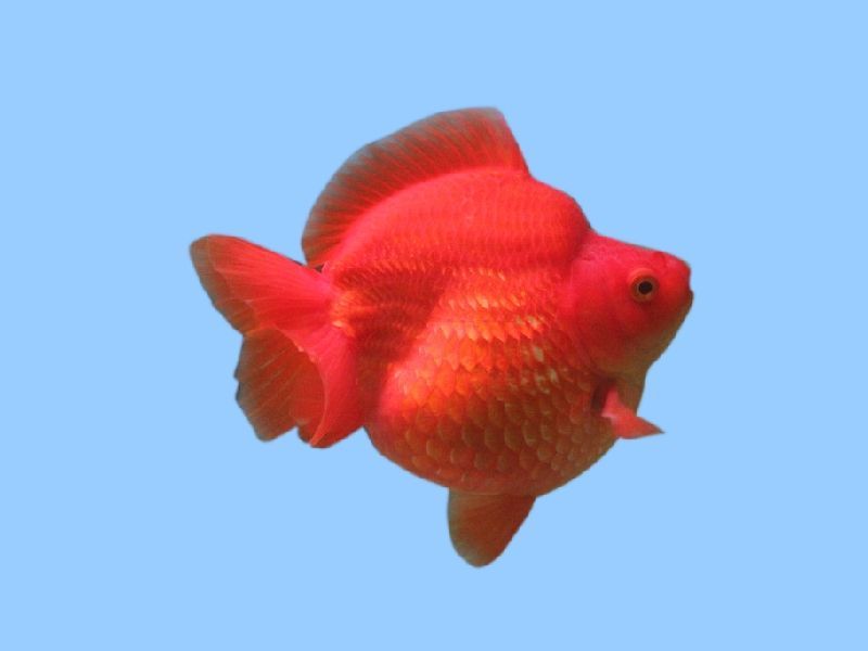 有哪些品種的金魚能長到20厘米，什么品種的金魚能長到20厘米以上