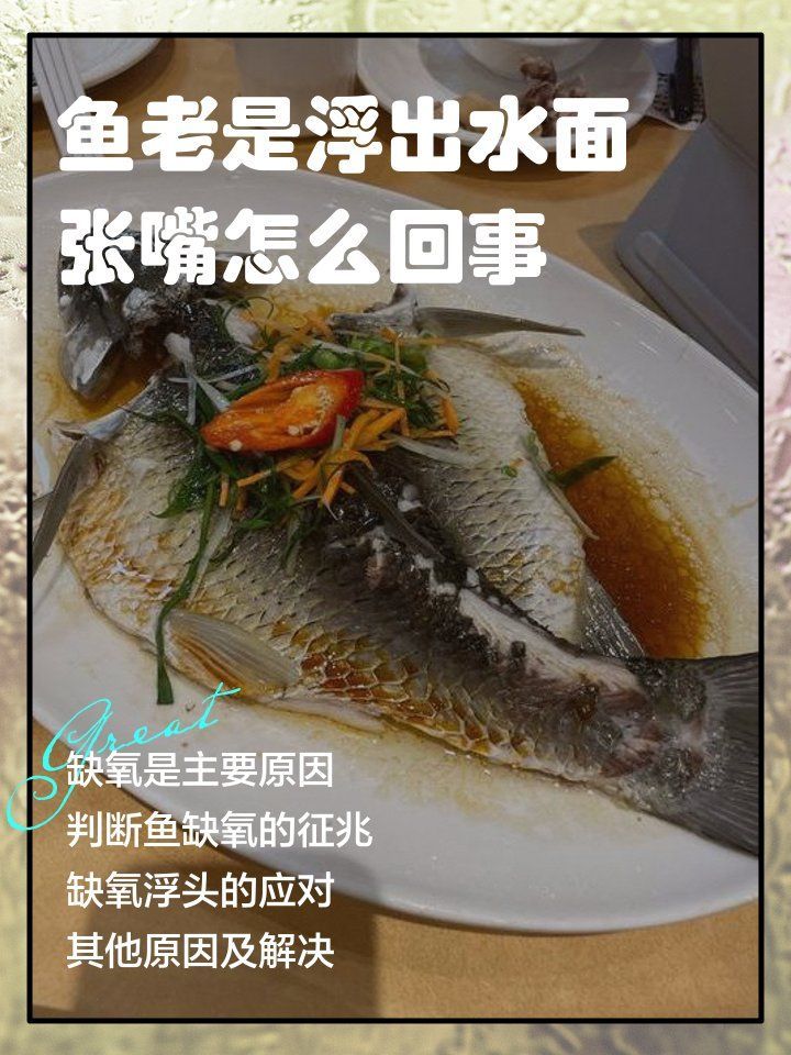 龍魚在水面漂浮張嘴是缺氧嗎？，龍魚在水面漂浮張嘴是缺氧嗎