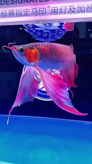 推薦一些最貴鳳凰紅龍魚的圖片，探索最貴的鳳凰紅龍魚圖片