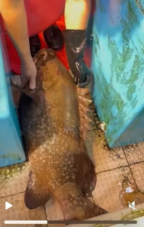 云龍魚的價(jià)格是多少？，如何區(qū)分云龍魚和銀龍等品種的市場(chǎng)價(jià)位？