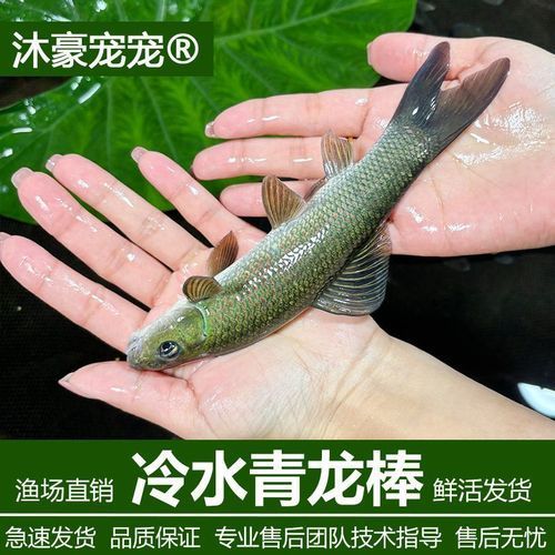 青龍魚的價格是多少？，青龍魚多久發色，如何判斷青龍魚的品相？