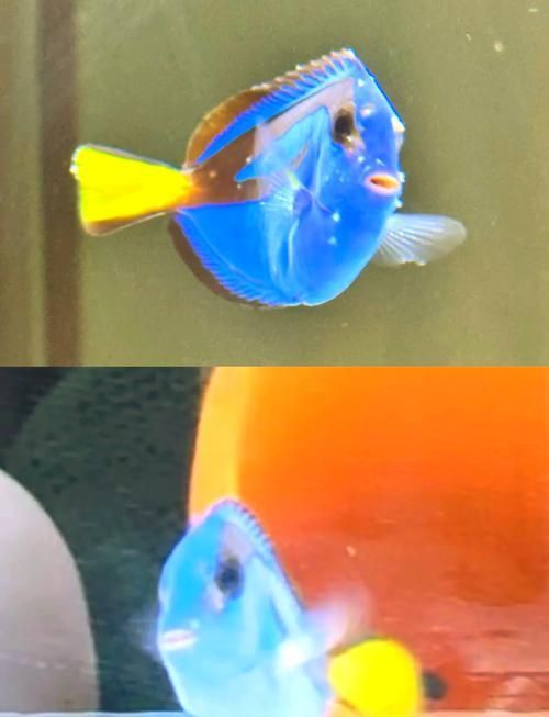 海水魚發白潰爛能活多久