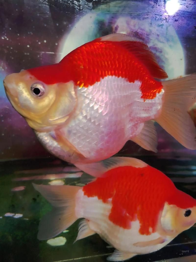 如何挑選大日玉鯖的親魚？，大日玉鯖親魚挑選大日玉鯖的親魚挑選標準與配圖