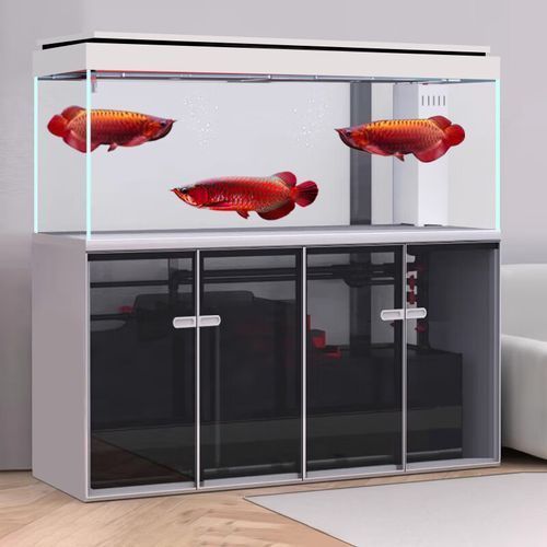 哪個品牌的龍魚缸最實惠？，哪個品牌的龍魚缸性價比最高？