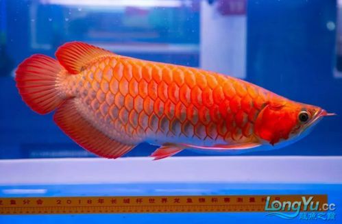詳細介紹一下長城杯龍魚大賽的獎項設置，長城杯長城杯龍魚大賽獎項設置