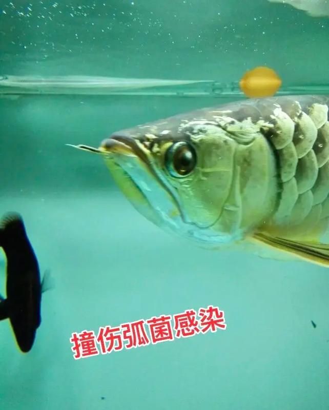 給我一些判斷金龍福龍魚健康的圖片