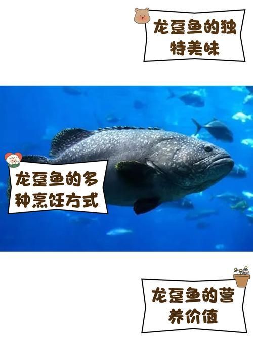 龍躉魚和龍魚有什么區別？，龍躉魚與龍魚的區別