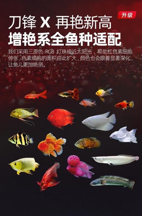 推薦幾款性價比高的龍魚發色專用燈