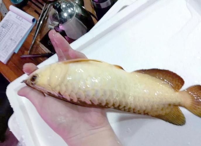 最貴的金龍魚有圖片嗎，最貴的金龍魚有圖片嗎金頭金龍魚的壽命有多長