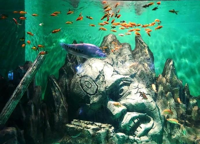 西安還有哪些水族館推薦？，西安最受歡迎、口碑最佳的幾大水族館和水族館推薦