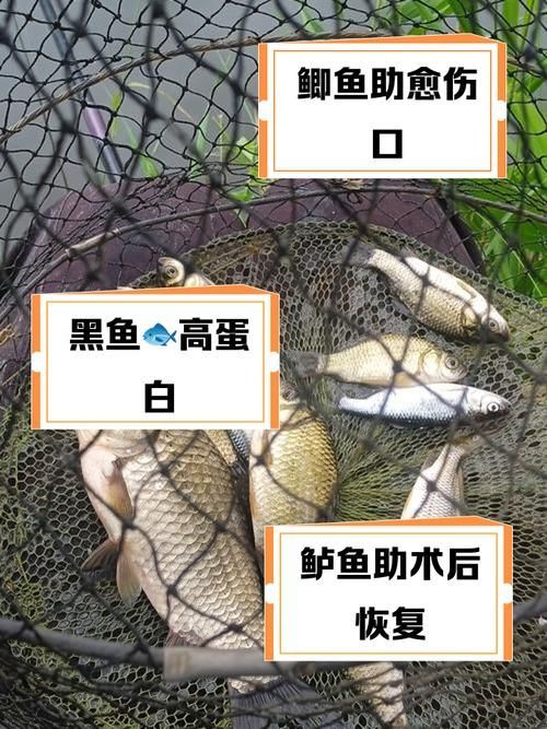 如何判斷魚類傷口愈合情況，arxiv論文助手arxiv論文助手arxiv論文助手