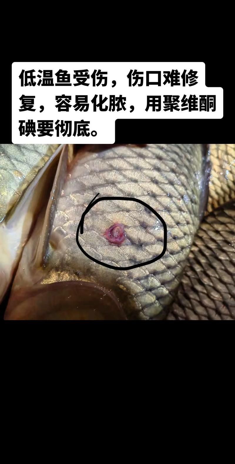 如何判斷魚類傷口愈合情況，arxiv論文助手arxiv論文助手arxiv論文助手