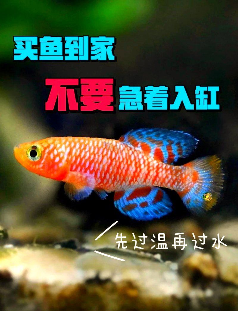 龍魚過溫時水溫差不能超過多少？，龍魚過溫時，水溫差不能超過5℃