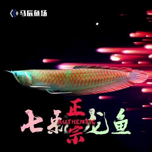 如何判斷七彩銀龍魚的品相，判斷七彩銀龍魚的品相是否適合七彩銀龍魚的品相