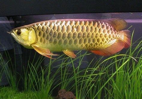 給我推薦一些胡須特征明顯的龍魚品種，胡須特征明顯的龍魚品種