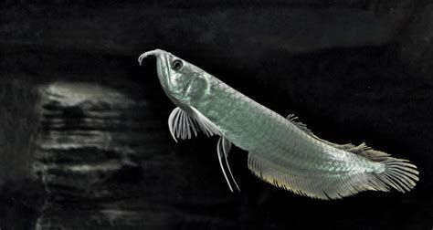 給我推薦一些胡須特征明顯的龍魚品種，胡須特征明顯的龍魚品種