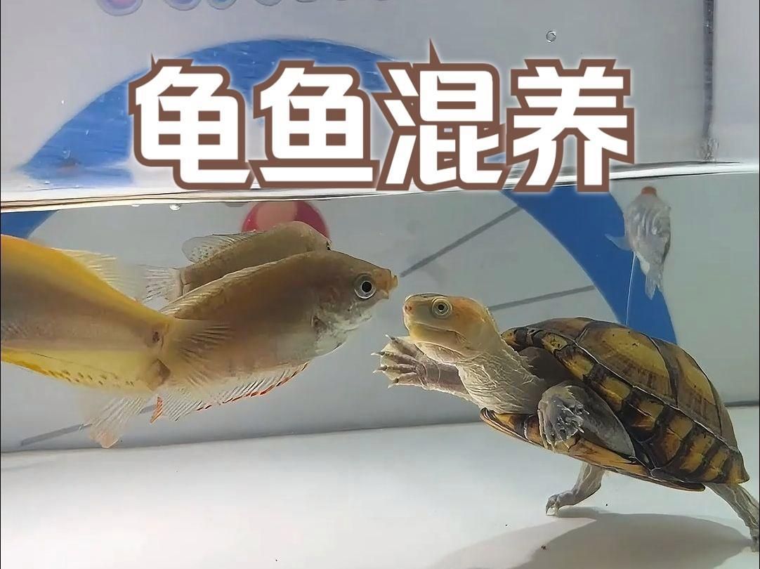 龜魚混養(yǎng)需要哪些注意事項(xiàng)，龜魚混養(yǎng)的注意事項(xiàng)