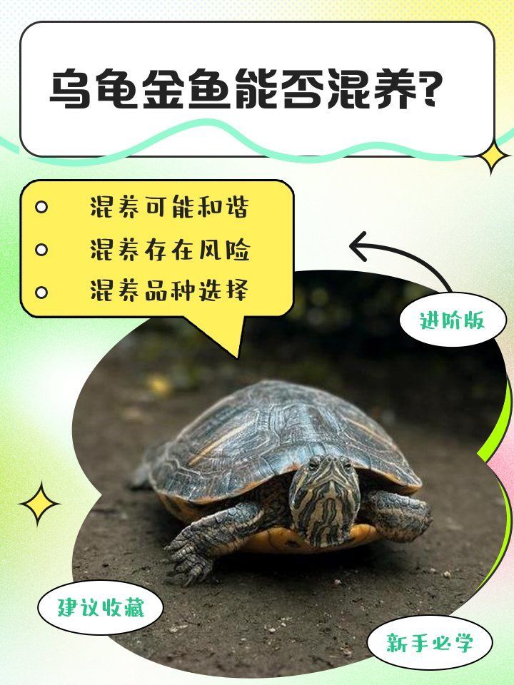 龜魚混養(yǎng)需要哪些注意事項(xiàng)，龜魚混養(yǎng)的注意事項(xiàng)