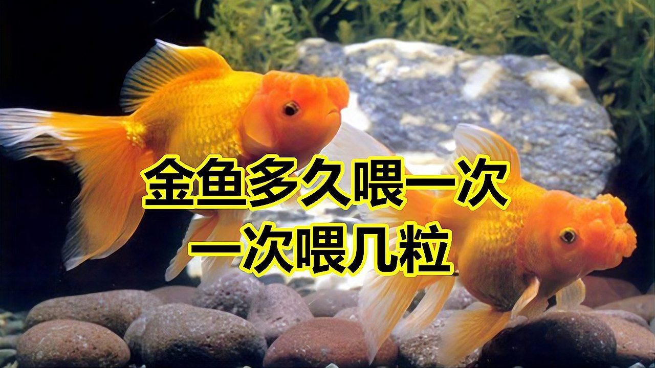如何為金魚提供最佳營養(yǎng)，如何為金魚提供最佳的營養(yǎng)