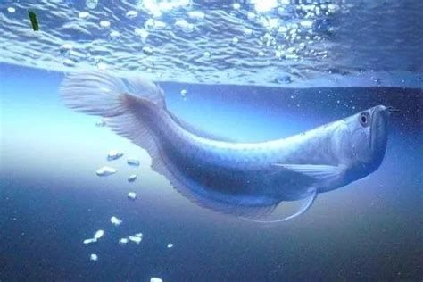 龍魚嘴巴閉上后多久會恢復？，龍魚嘴巴在閉上后多久會恢復？