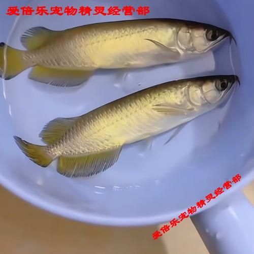 給我一些過背金龍魚幼魚的圖片，給我一些過背金龍魚幼魚的圖片,展開,過背金龍魚的圖片