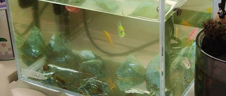 主角養觀賞魚發家的小說有哪些推薦，主角養觀賞魚發家致富的小說