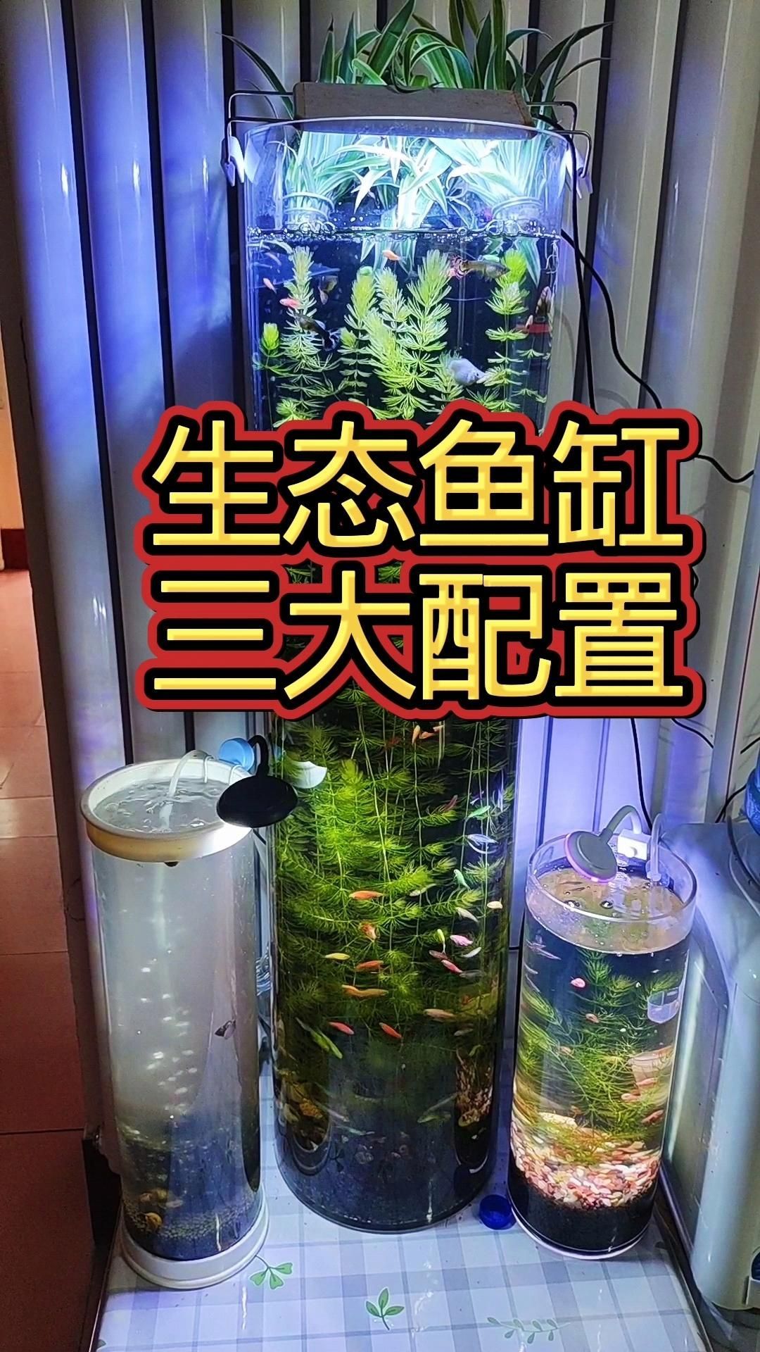 能否提供更詳細的魚缸設(shè)置指南，新手養(yǎng)魚，魚缸設(shè)置指南