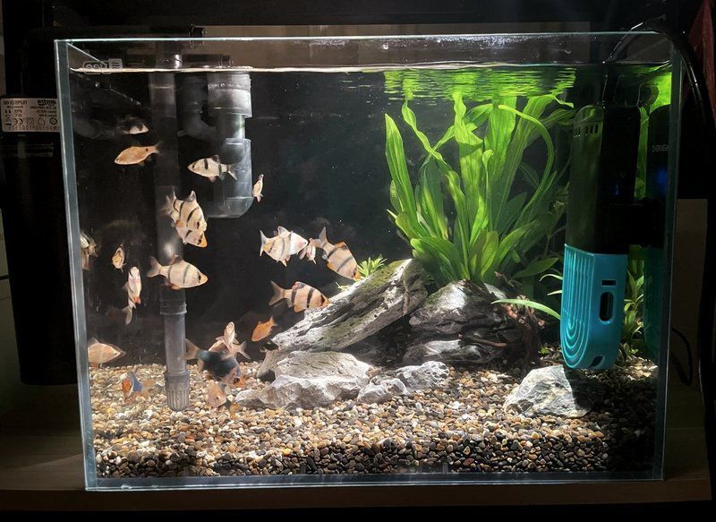 能否提供更詳細的魚缸設(shè)置指南，新手養(yǎng)魚，魚缸設(shè)置指南