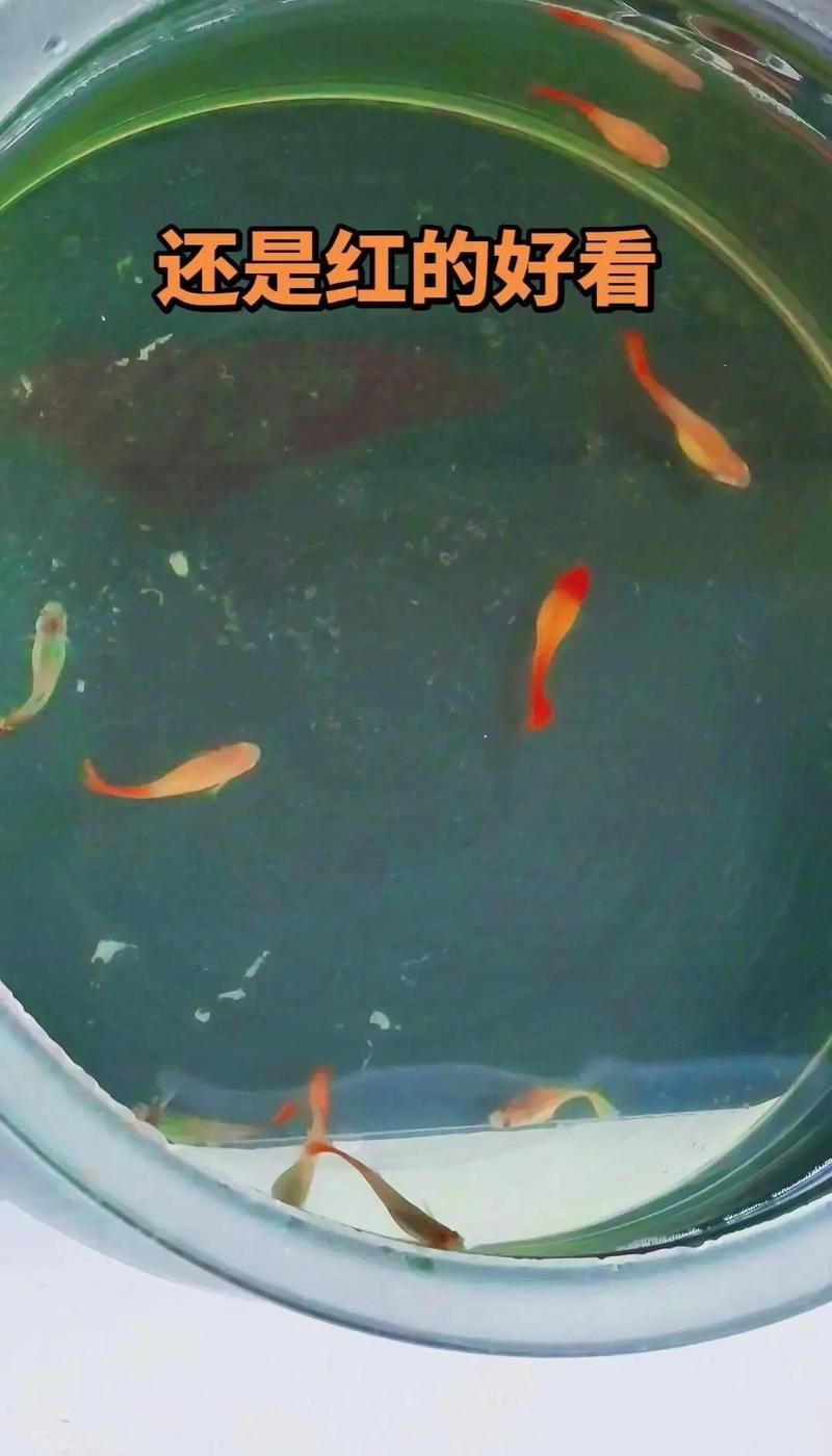 養孔雀魚有哪些禁忌，養孔雀魚時，有一些禁忌需要特別注意