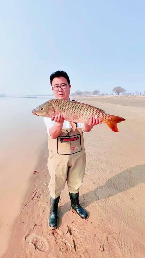 黃河鱈龍魚的市場價格，黃河鱈龍魚價格整理
