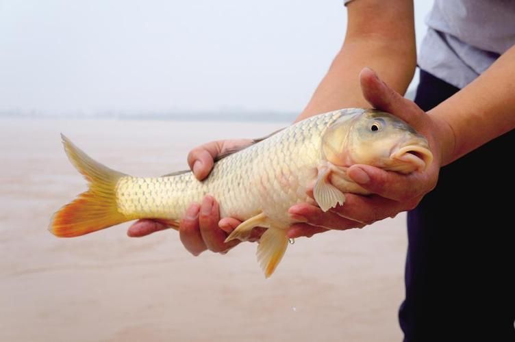 黃河鱈龍魚的市場價格，黃河鱈龍魚價格整理