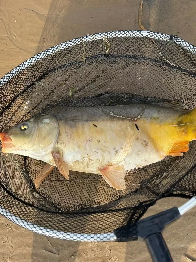 黃河鱈龍魚的市場價格，黃河鱈龍魚價格整理
