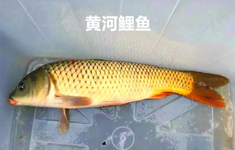 黃河鱈龍魚的市場價格，黃河鱈龍魚價格整理