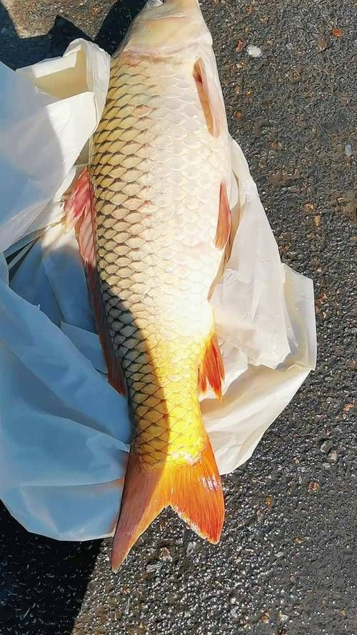黃河鱈龍魚的市場價格，黃河鱈龍魚價格整理